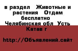  в раздел : Животные и растения » Отдам бесплатно . Челябинская обл.,Усть-Катав г.